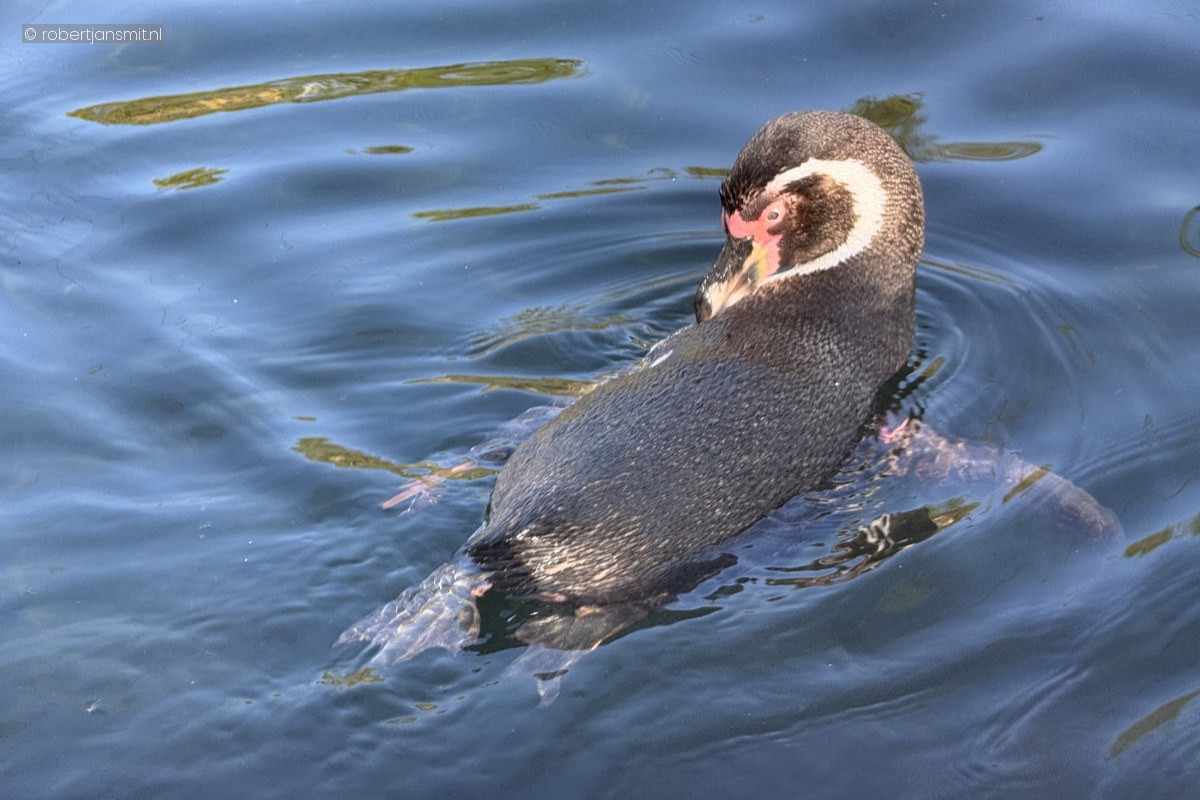 Foto van Humboldt pinguïn (Spheniscus humboldti) in Zoo Krefeld