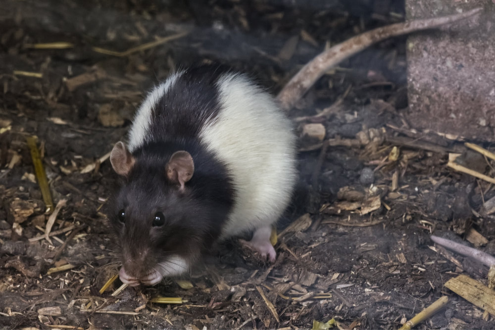 Foto van Husky rat () in Faunapark Flakkee