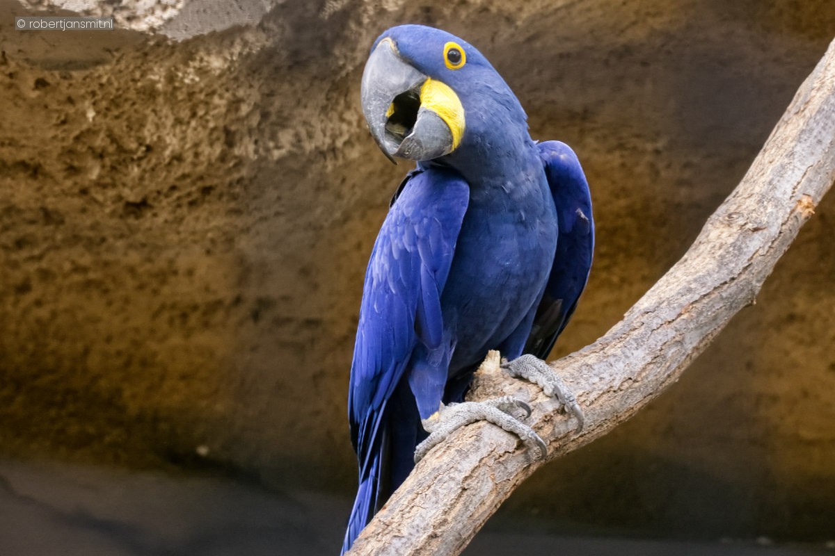 Foto van Hyacinthara (Anodorhynchus hyacinthinus) in Zoo Berlin