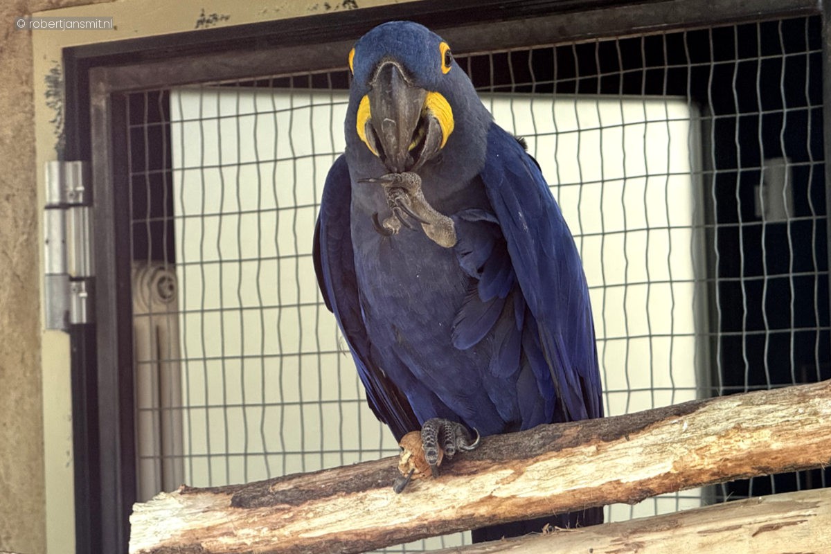 Foto van Hyacinthara (Anodorhynchus hyacinthinus) in Zoo Krefeld