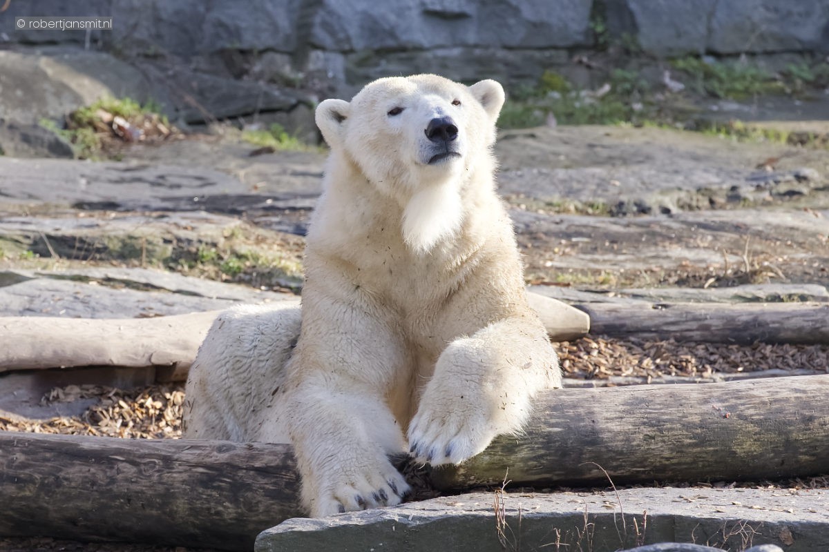 Foto van IJsbeer (Ursus maritimus) in Tierpark Berlin