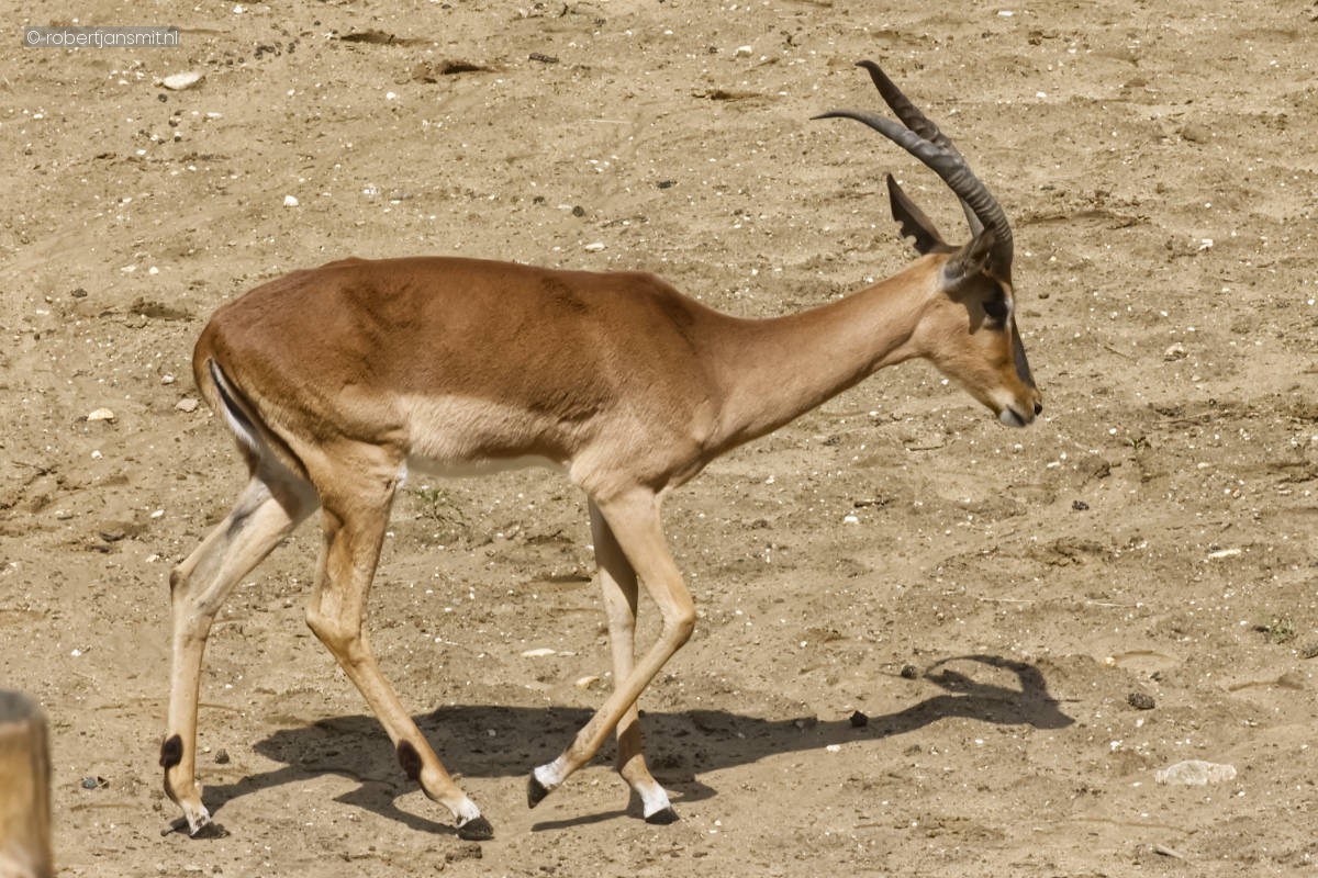 Foto van Impala (Aepyceros melampus) in Dierenpark Amersfoort
