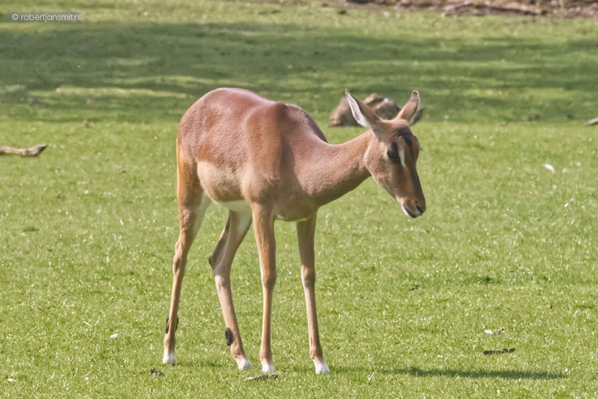 Foto van Impala (Aepyceros melampus) in Zoo Krefeld