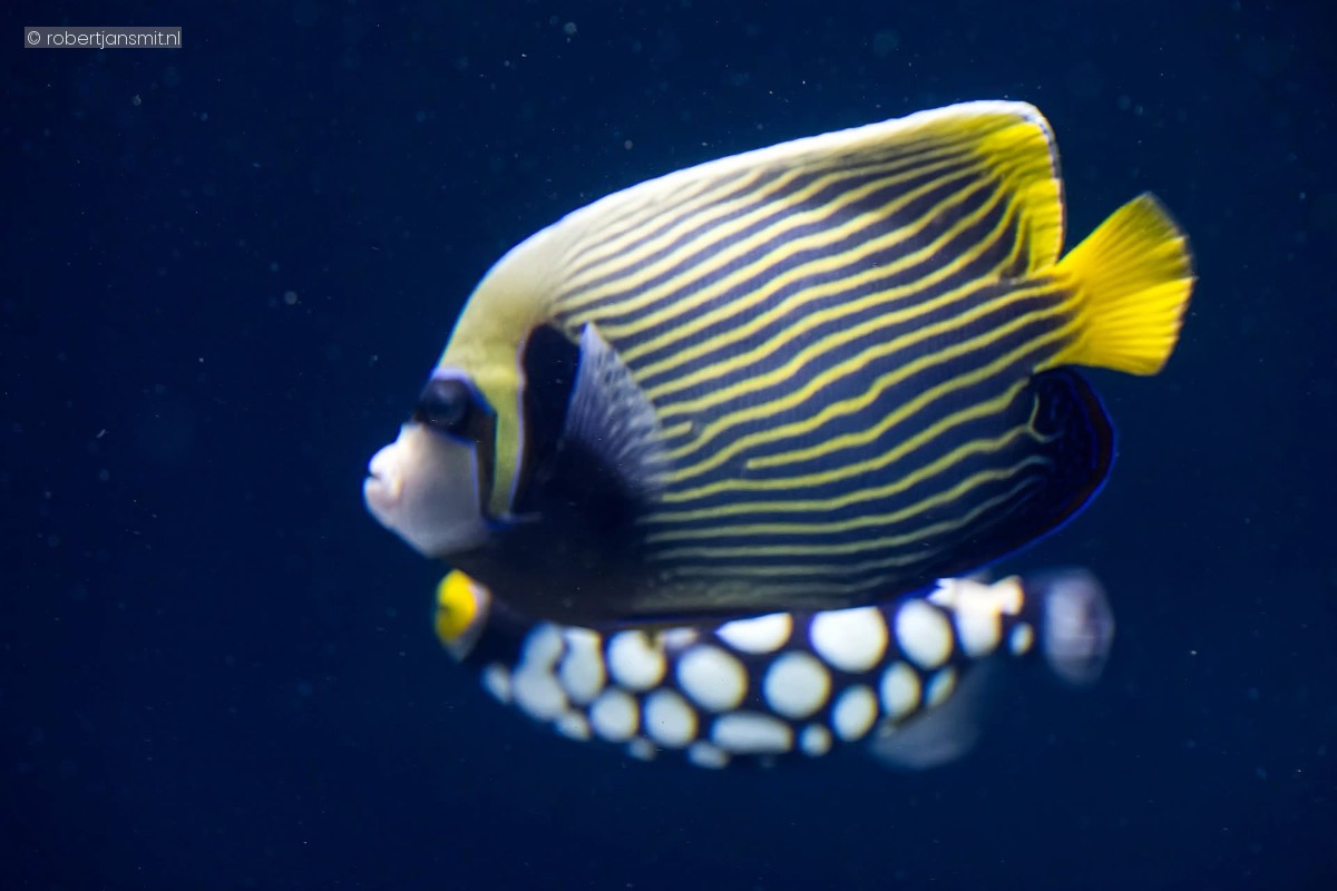 Foto van Imperator keizersvis (Pomacanthus imperator) in Artis Amsterdam