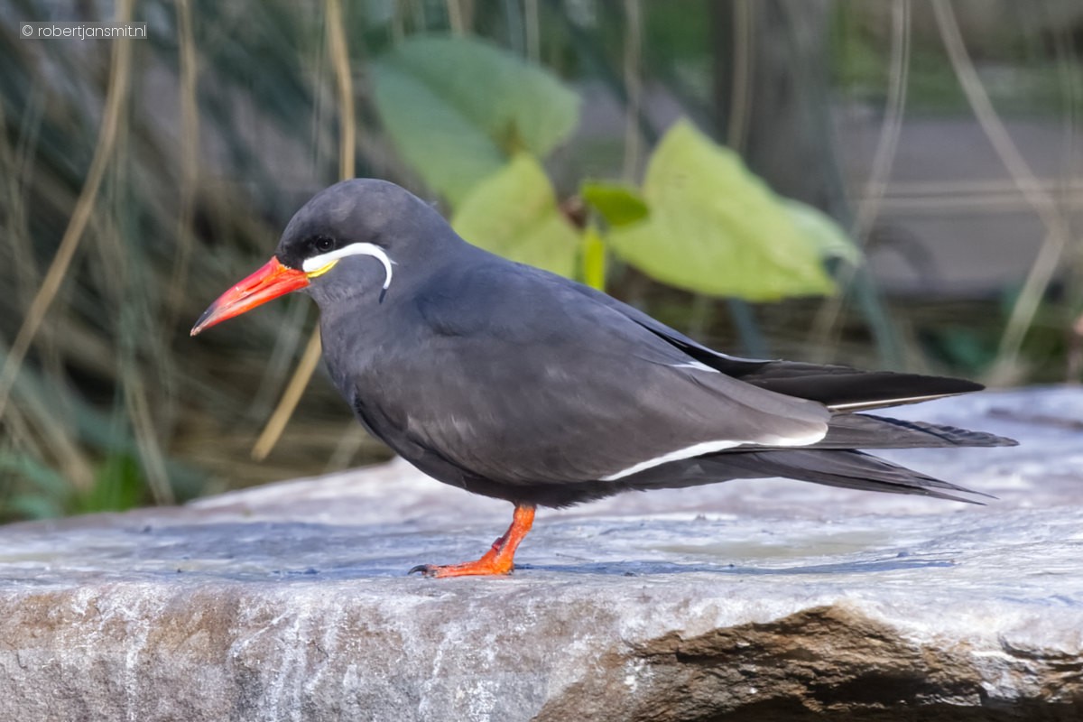 Foto van Incastern (Larosterna inca) in Zoo Krefeld