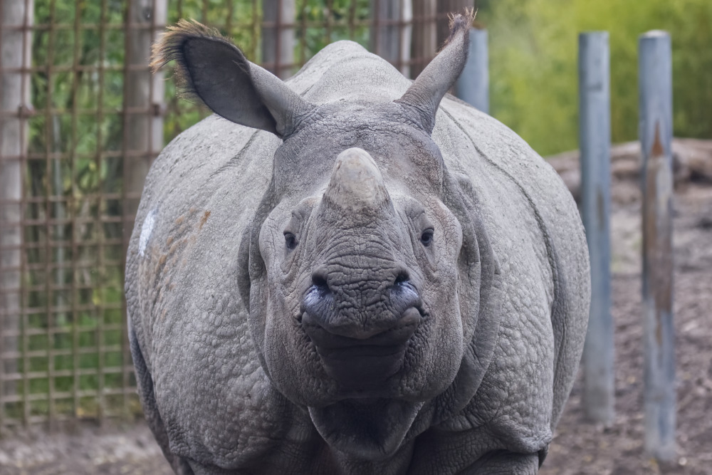 Foto van Indische neushoorn (Rhinoceros unicornis) in Eindhoven Zoo (voorheen Dierenrijk)