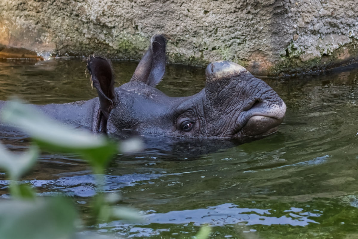 Foto van Indische neushoorn (Rhinoceros unicornis) in Zoo Berlin