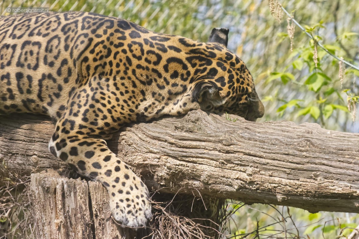 Foto van Jaguar (Panthera onca) in Zoo Krefeld