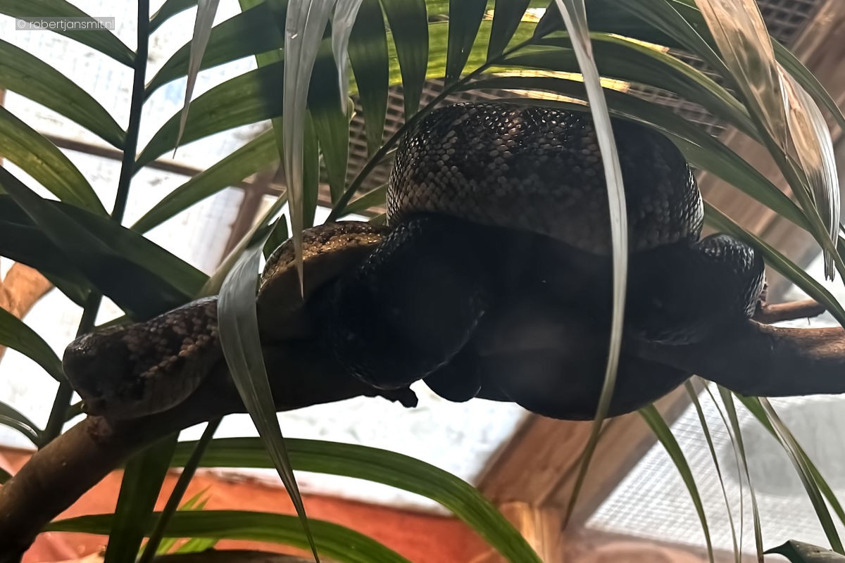 Foto van Jamaicaanse boa (Chilabothrus subflavus) in Artis Amsterdam