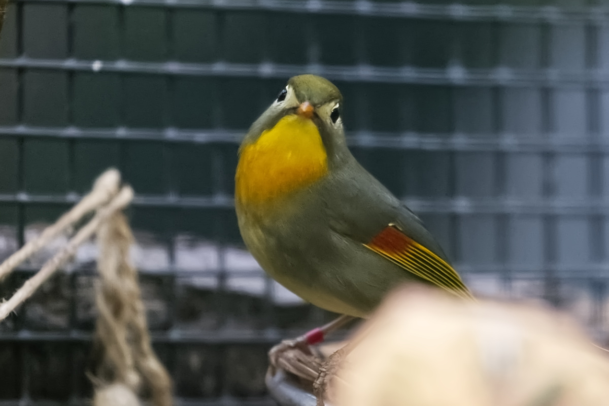 Foto van Japanse nachtegaal (Leiothrix lutea) in Zoo Berlin
