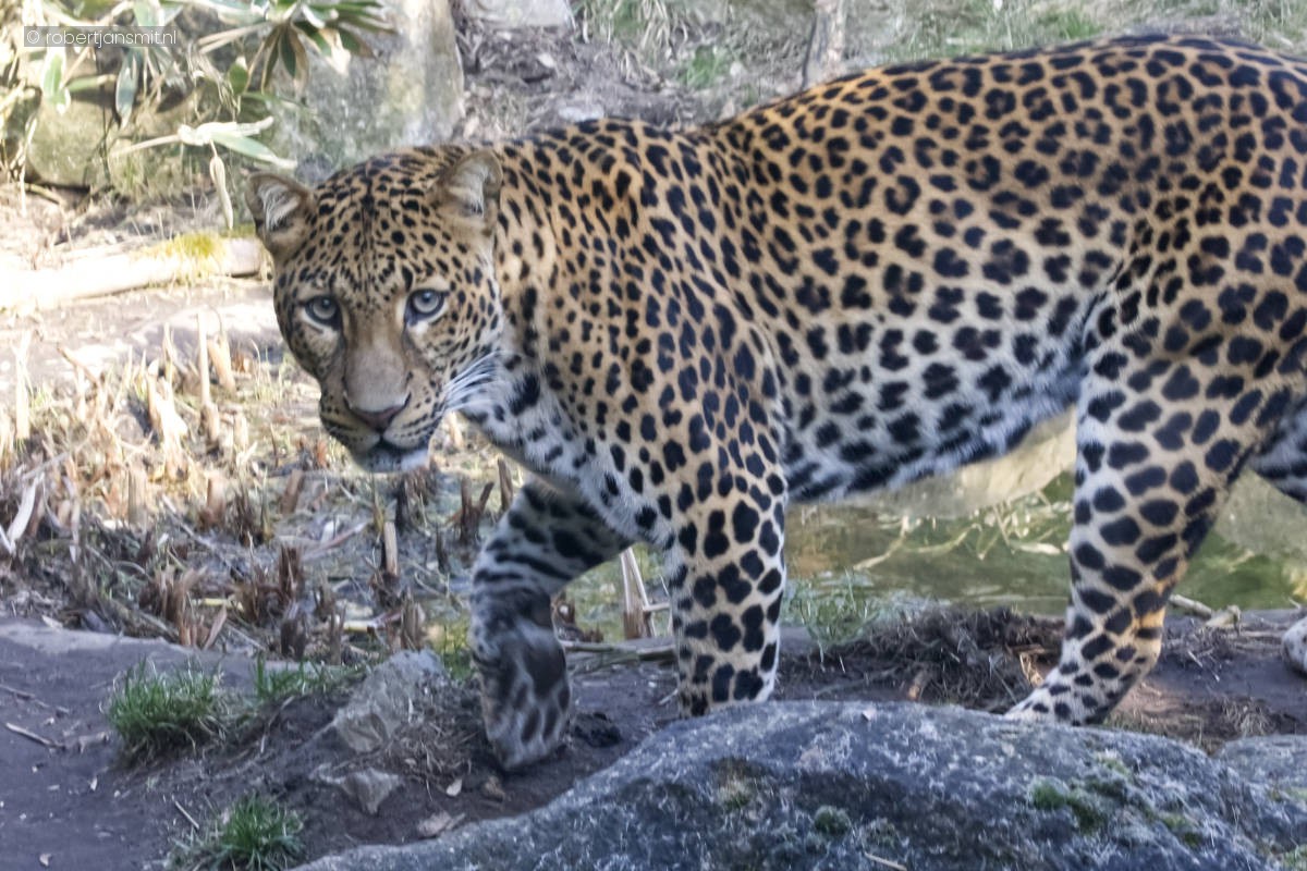Foto van Javaanse panter (Panthera pardus melas) in Tierpark Berlin