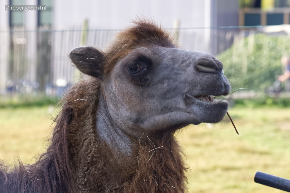 Foto van Kameel (Camelus bactrianus) in Best Zoo, Best