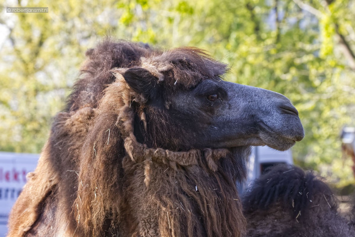 Foto van Kameel (Camelus bactrianus) in Zoo Krefeld