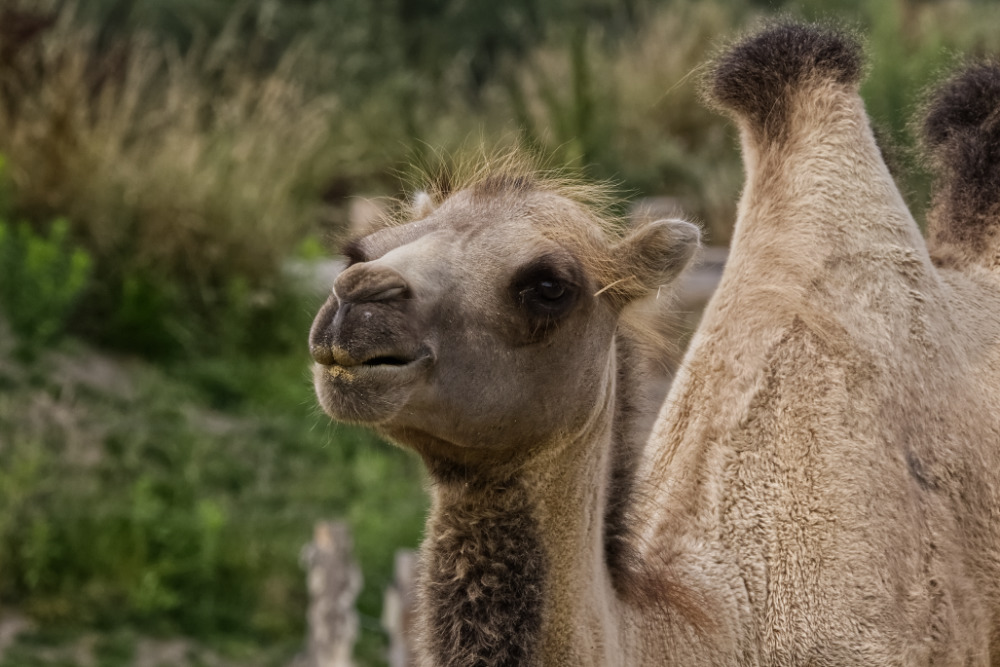 Foto van Kameel (Camelus bactrianus) in ZooParc Overloon