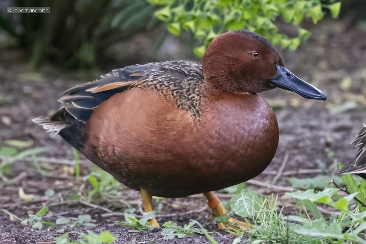 Foto van Kaneeltaling (Spatula cyanoptera) in Avifauna Alphen a/d Rijn