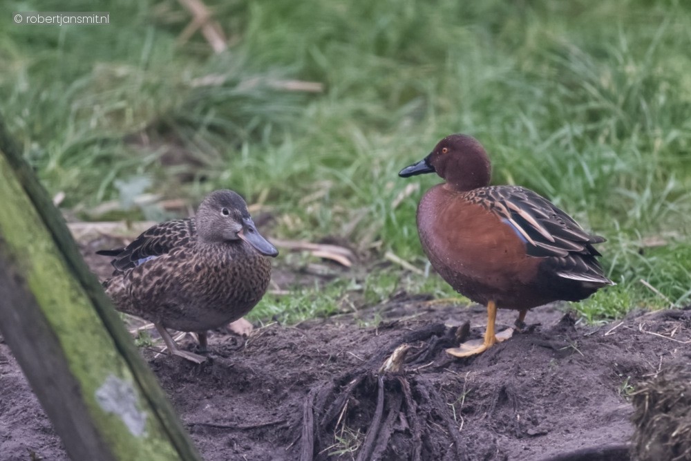 Foto van Kaneeltaling (Spatula cyanoptera) in ZooParc Overloon