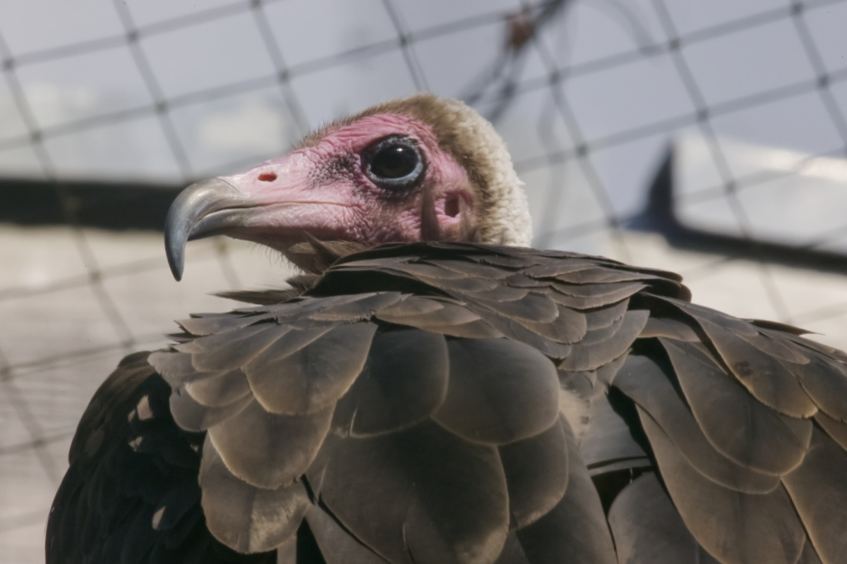 Foto van Kapgier (Necrosyrtes monachus) in Dierenpark Hoenderdaell Anna Paulowna