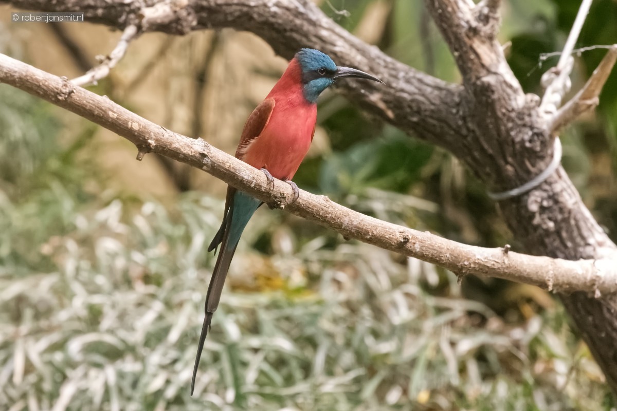 Foto van Noordelijke karmijnrode bijeneter (Merops nubicus) in Zoo Krefeld