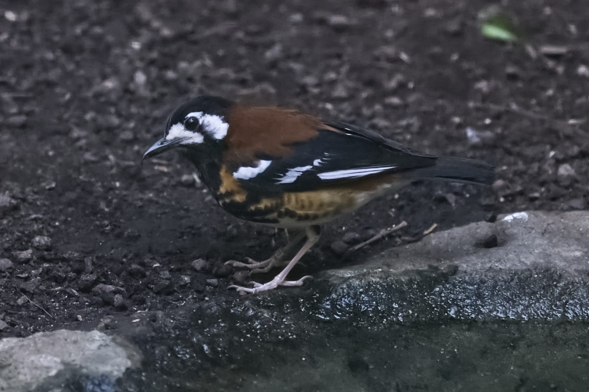 Foto van Kastanje ruglijster (Geokichla dohertyi) in Zoo Berlin