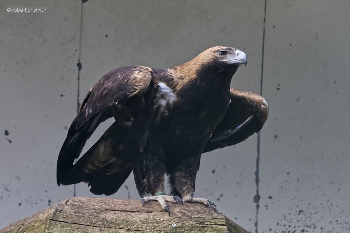 Foto van Keizerarend (Aquila heliaca) in Tierpark Berlin