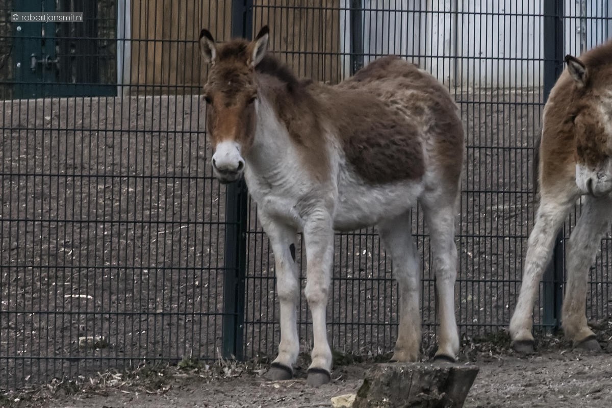 Foto van Kiang (Equus kiang) in Tierpark Berlin