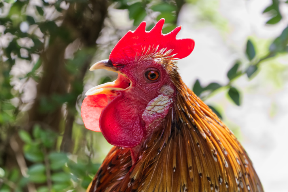 Foto van Kip (Gallus gallus domesticus) in Zoo Duisburg Duitsland