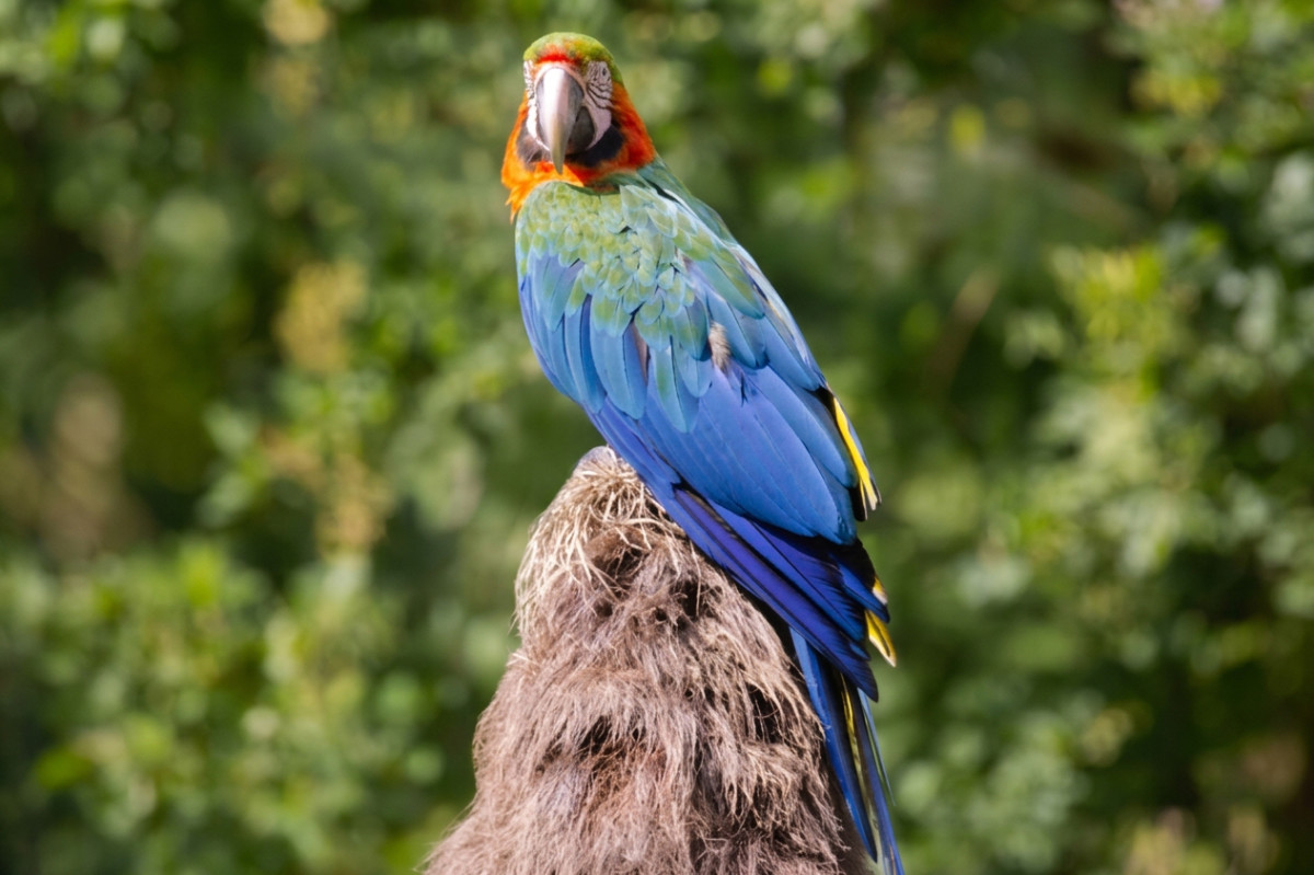 Foto van Klaverara () in Dierenpark Hoenderdaell Anna Paulowna