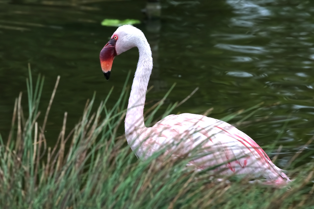 Foto van Kleine Flamingo (Phoeniconaias minor) in Avifauna Alphen a/d Rijn