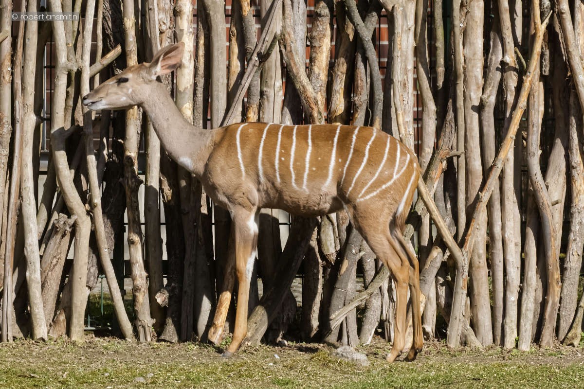 Foto van Kleine koedoe (Tragelaphus imberbis) in Tierpark Berlin