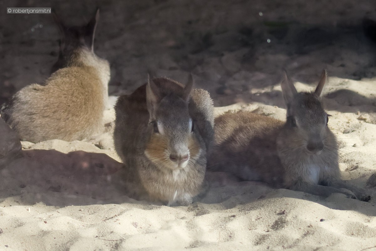 Foto van Kleine mara (Dolichotis salinicola) in Tierpark Berlin