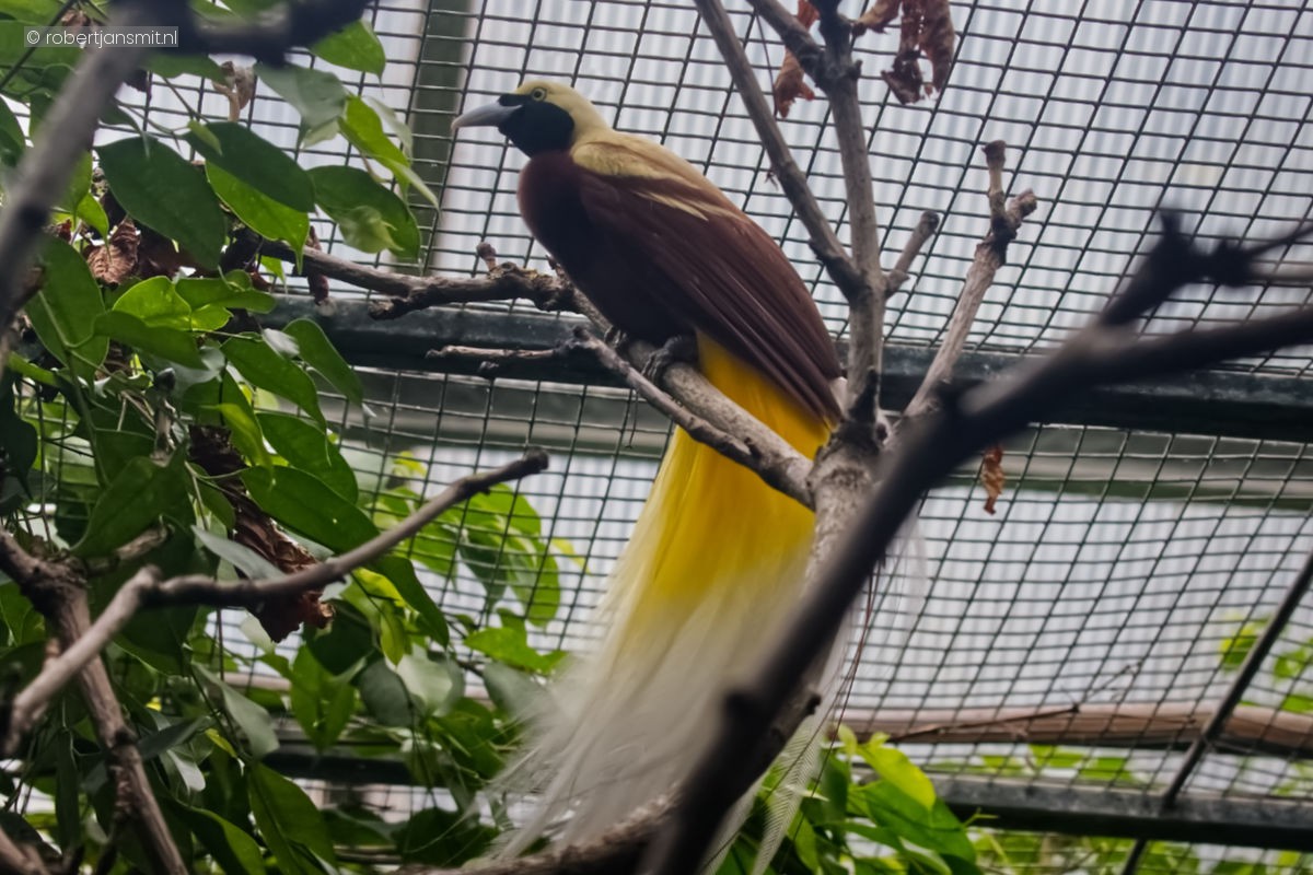 Foto van Kleine paradijsvogel (Paradisaea minor) in Avifauna Alphen a/d Rijn