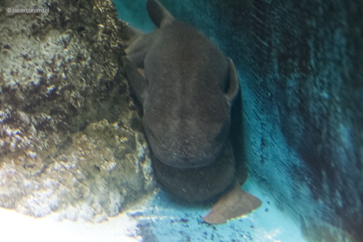 Foto van kleine zusterhaai (Pseudoginglymostoma brevicaudatum) in Artis Amsterdam