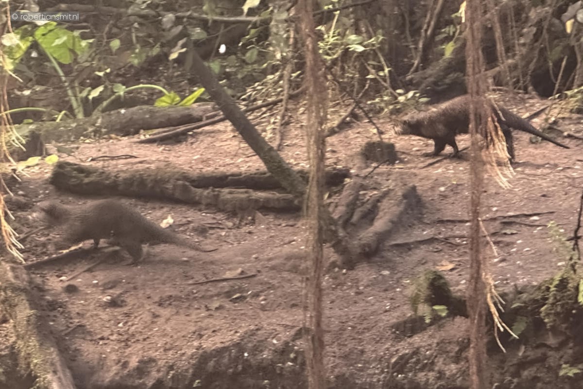Foto van Kleinklauwotter (Aonyx cinereus) in Burgers Zoo Arnhem