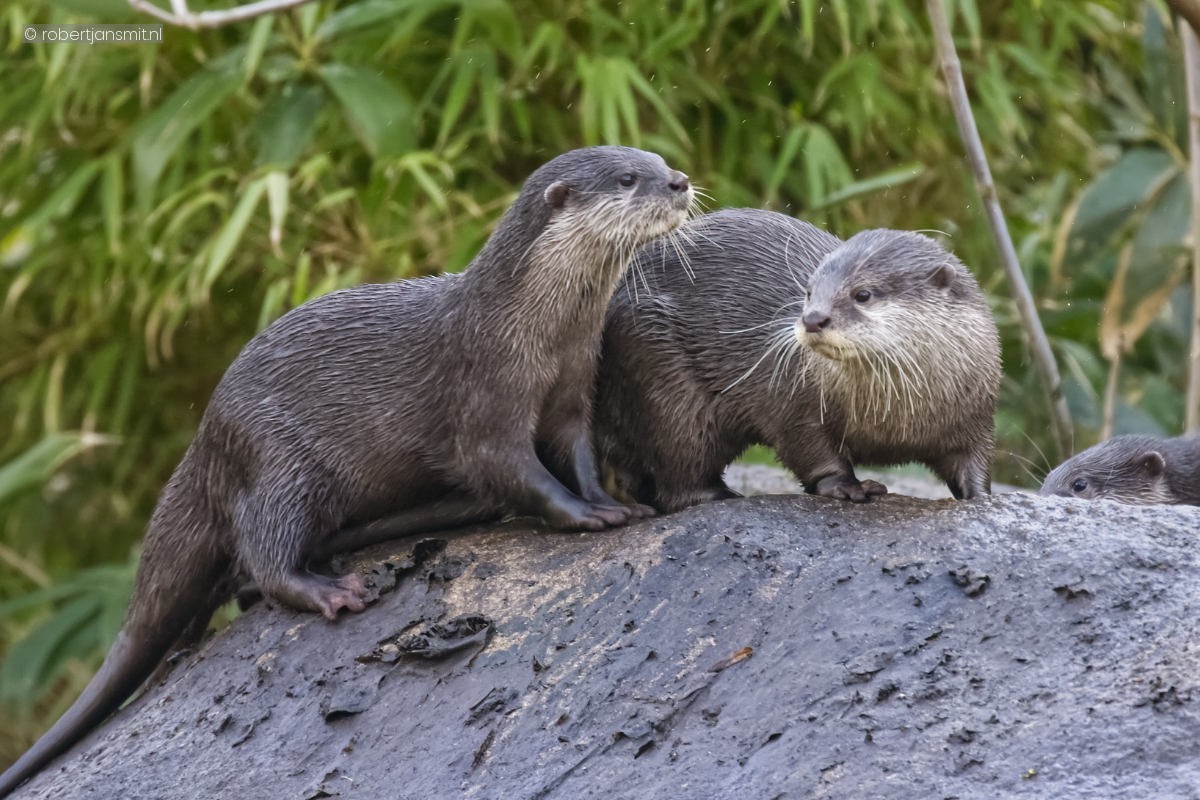 Foto van Kleinklauwotter (Aonyx cinereus) in Tierpark Berlin