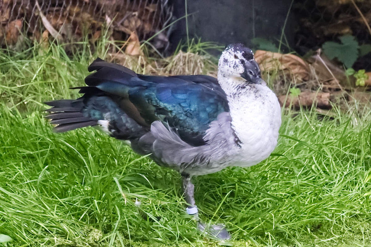 Foto van Knobbeleend (Sarkidiornis melanotos) in Blijdorp Rotterdam