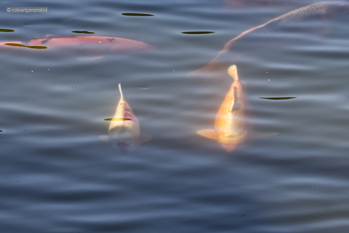 Foto van Koikarper (Cyprinus carpio carpio) in Avifauna Alphen a/d Rijn
