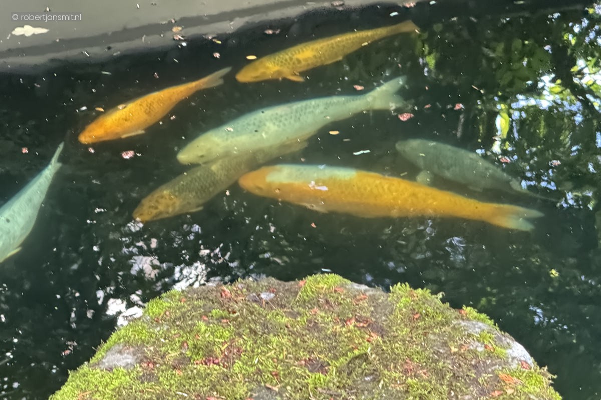 Foto van Koikarper (Cyprinus carpio carpio) in Dierenpark Amersfoort