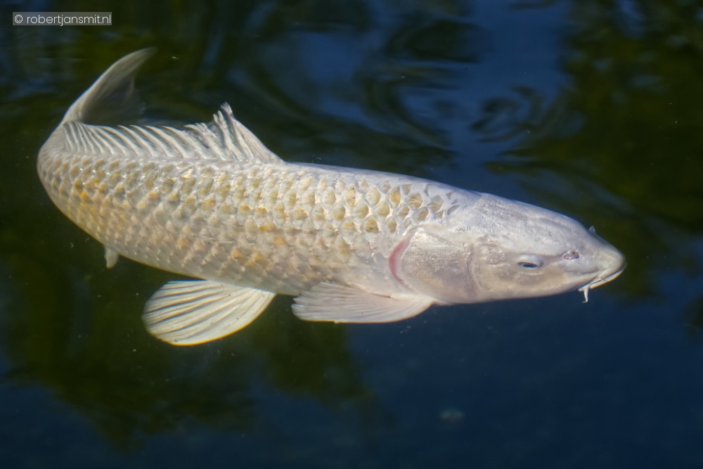 Foto van Koikarper (Cyprinus carpio carpio) in Dierenpark Hoenderdaell Anna Paulowna