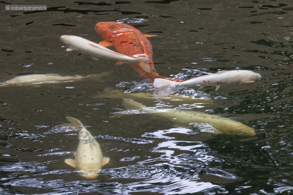 Foto van Koikarper (Cyprinus carpio carpio) in Ouwehands Dierenpark Rhenen