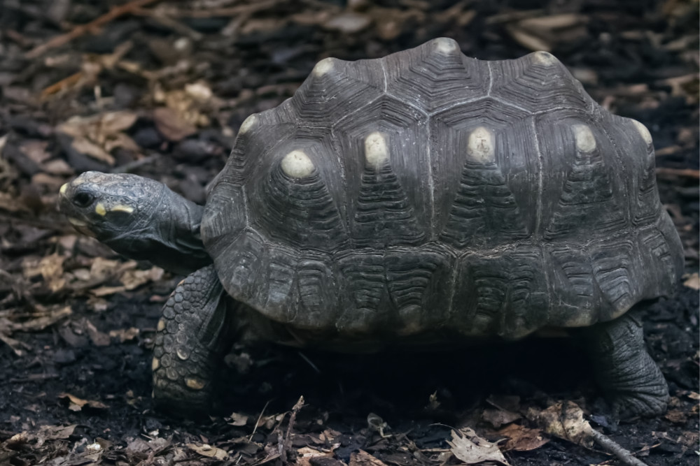 Kolenbranderschildpad 