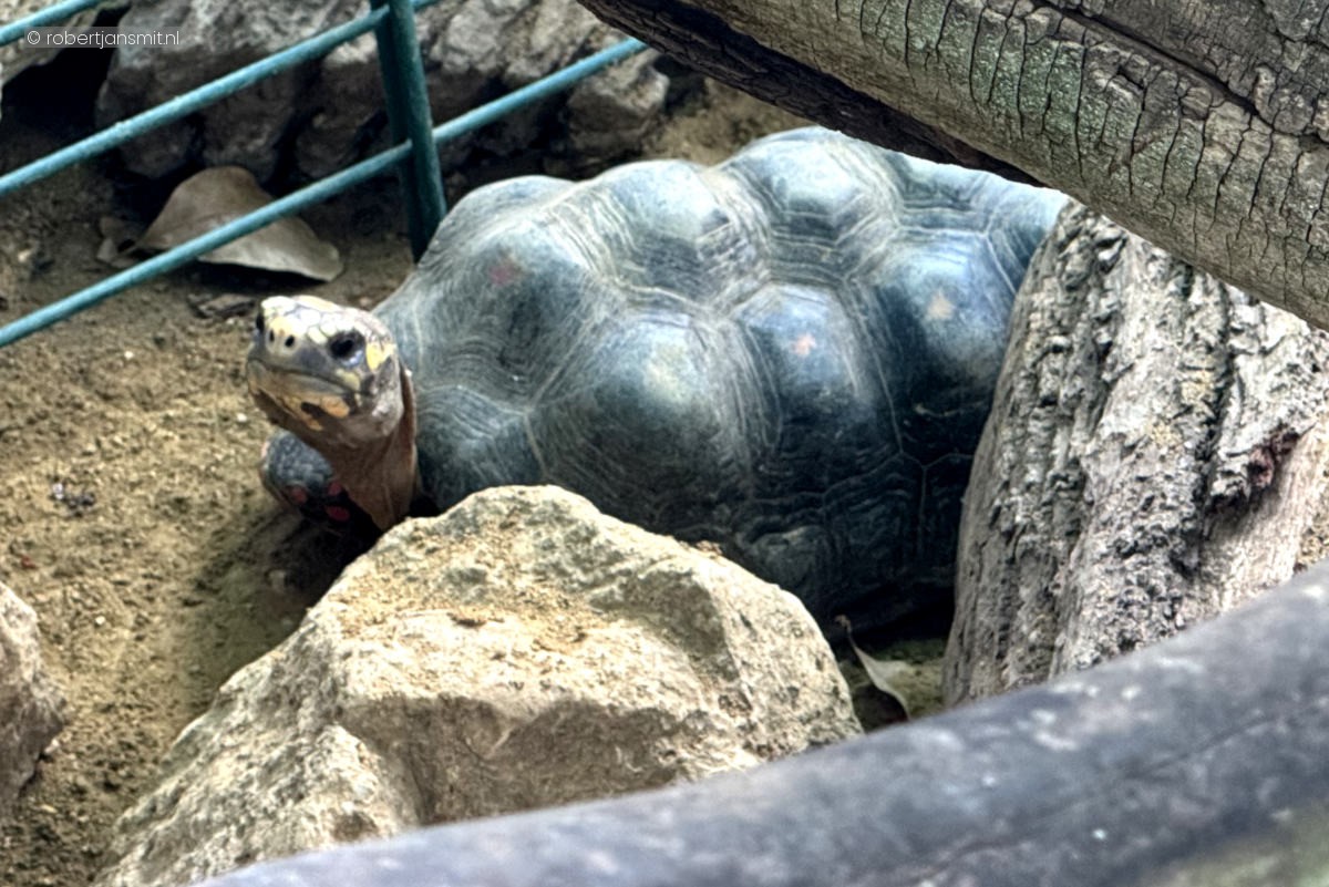 Foto van Kolenbranderschildpad (Chelonoidis carbonarius) in Zoo Krefeld