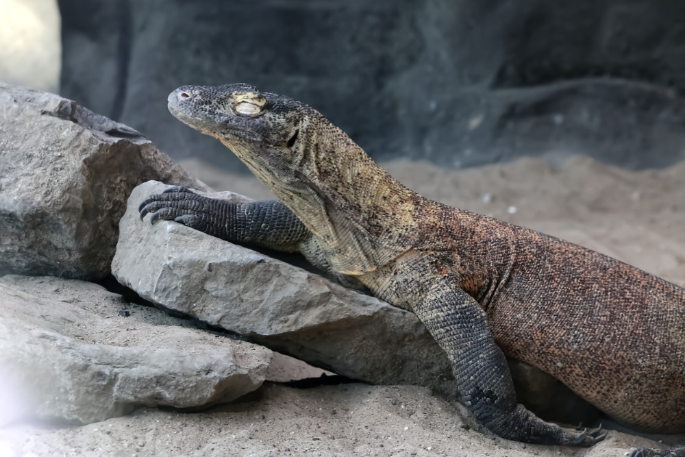 Komodovaraan 