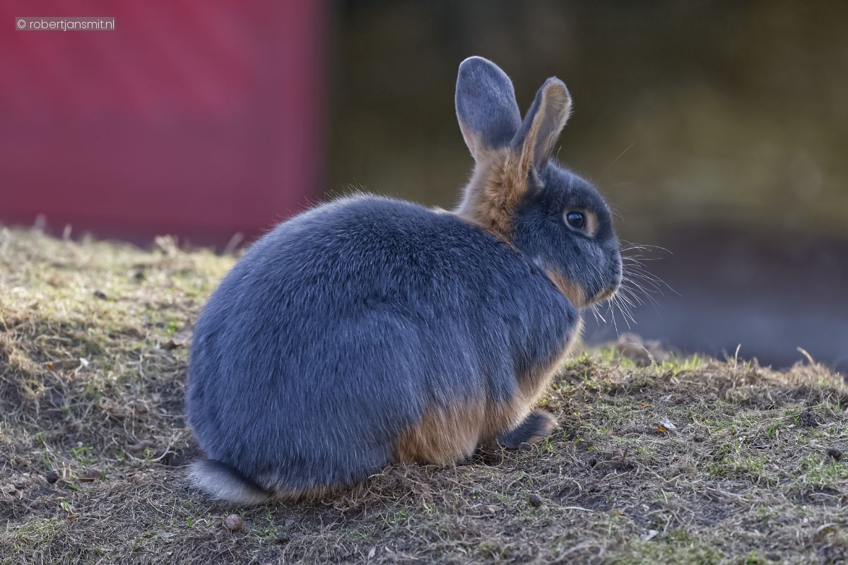 Foto van Konijn (Oryctolagus cuniculus) in Tierpark Berlin