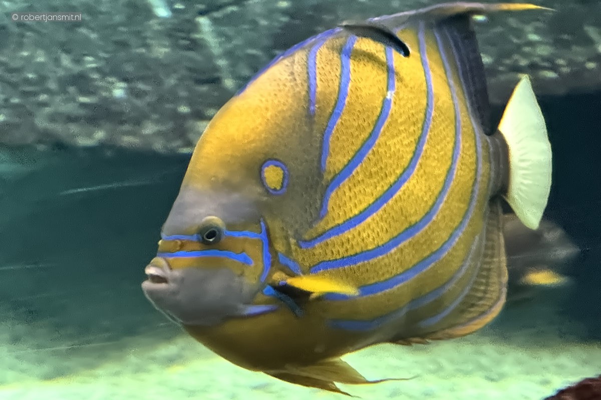 Foto van Koningskeizersvis (Pomacanthus annularis) in Burgers Zoo Arnhem
