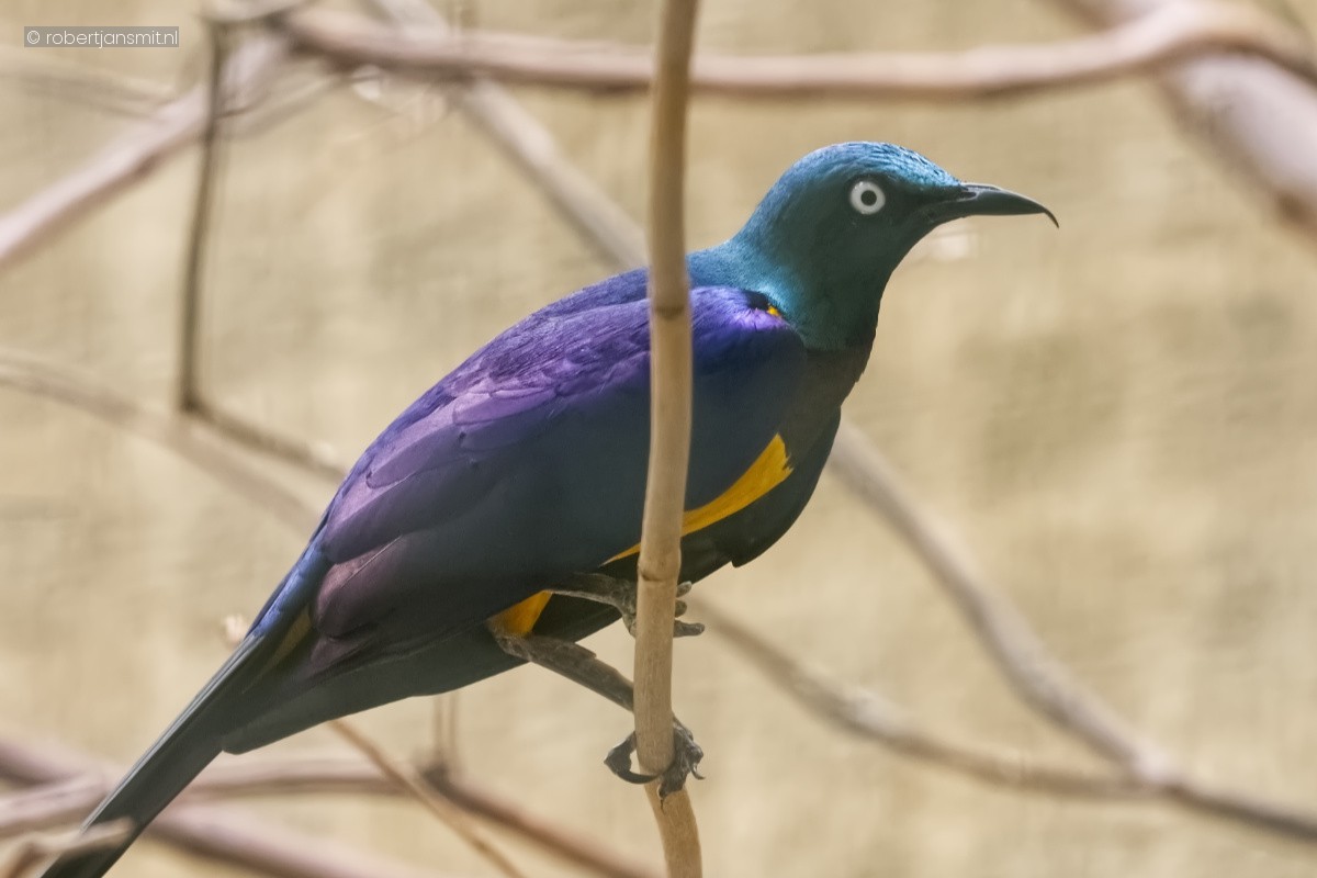 Foto van Koningsglansspreeuw (Lamprotornis regius) in Zoo Krefeld