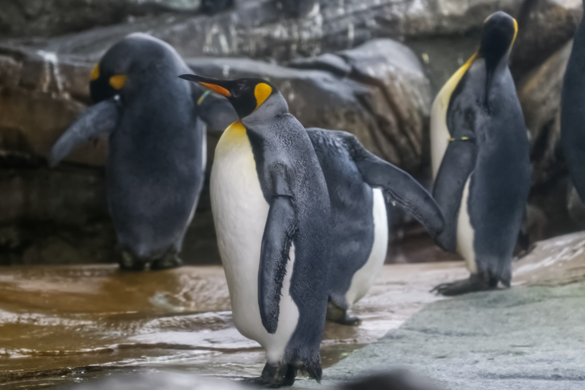 Foto van Koningspinguïns (Aptenodytes patagonicus) in Zoo Berlin