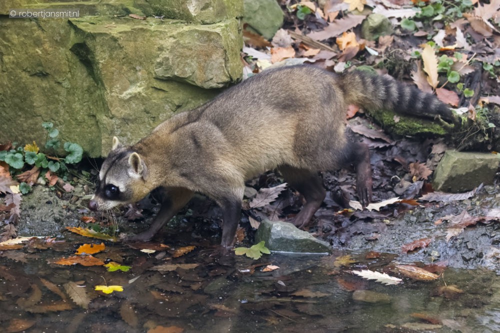 Foto van Krabbenetende wasbeer (Procyon cancrivorus) in ZooParc Overloon