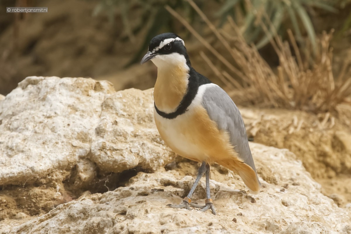 Foto van Krokodillenwachter (Pluvianus aegyptius) in Zoo Krefeld