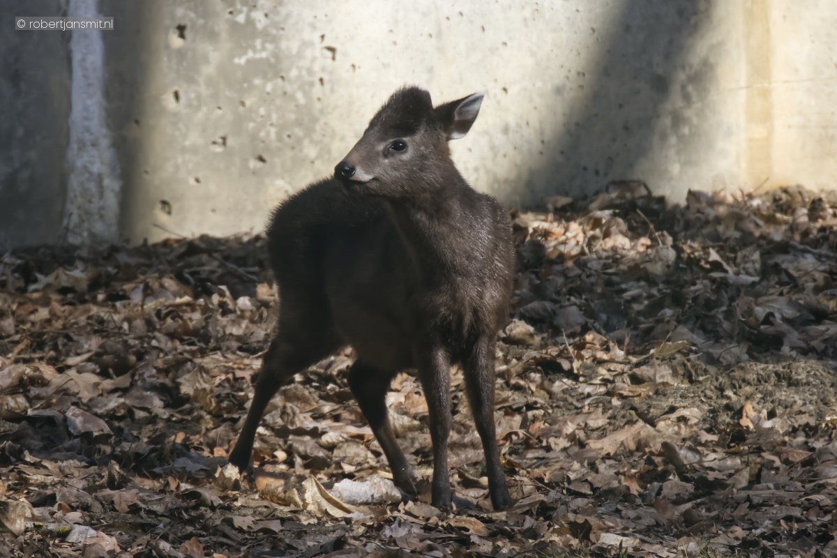 Foto van Kuifhert (Elaphodus cephalophus) in Tierpark Berlin