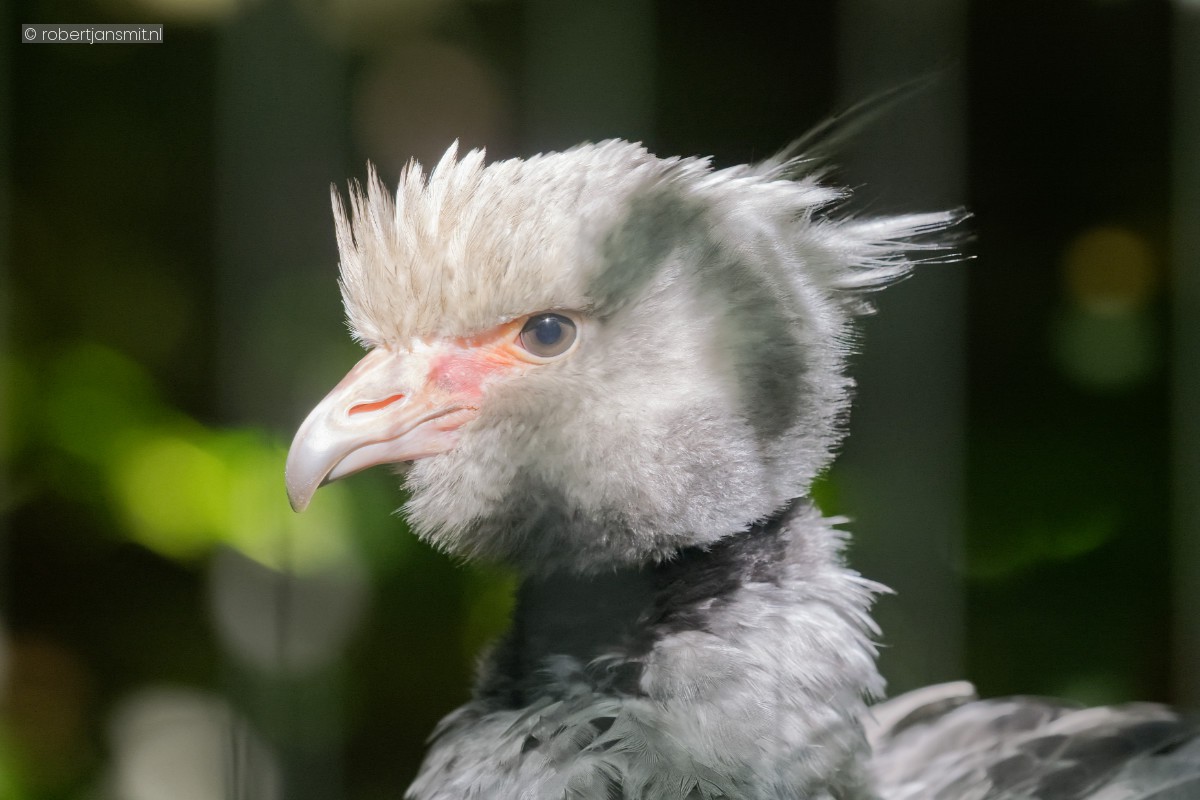 Foto van Kuifhoenderkoet (Chauna torquata) in Dierenpark Amersfoort